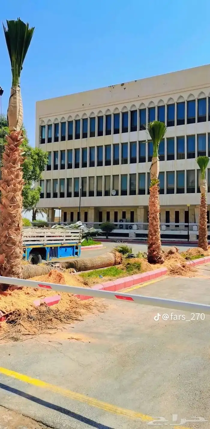 يوجد لدينا نخل عربي واشنطني خلاص ملوكي روثانا برحي سكري نبوت 7