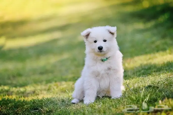 اجمل جراوى وايت جيرمن شيبرد 3