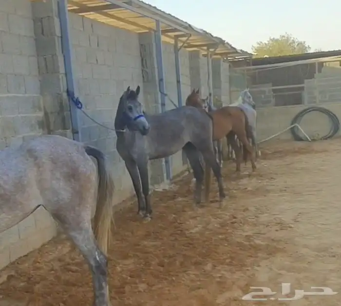 افراس شعبيات 2
