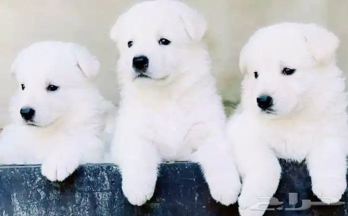 اجمل جراوى وايت جيرمن شيبرد 4