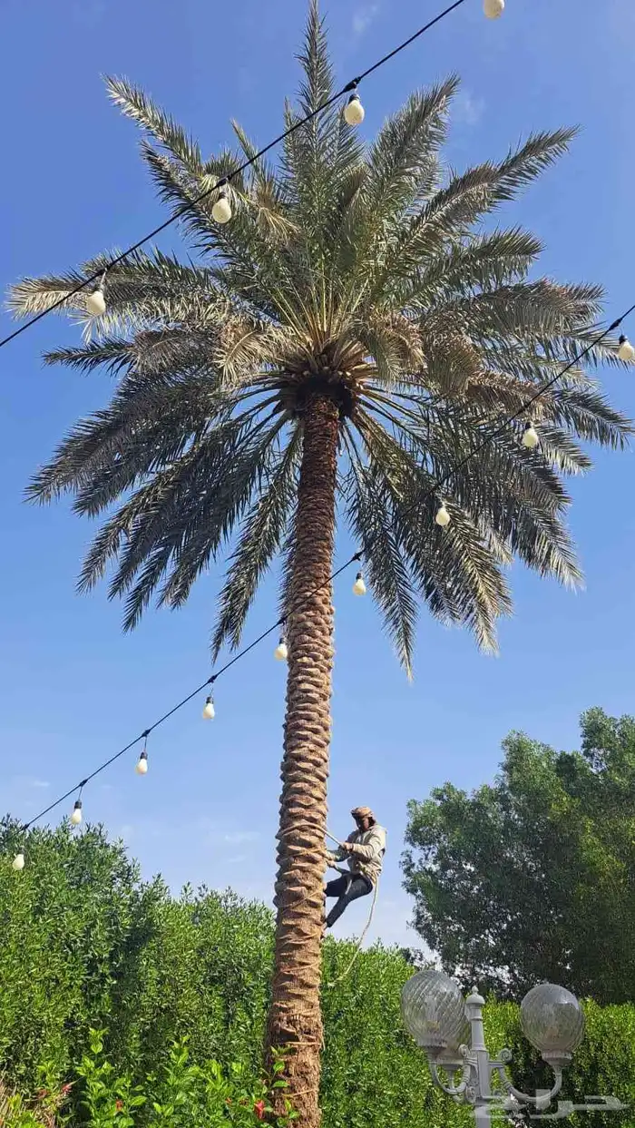 نخل عربي مثمر 0