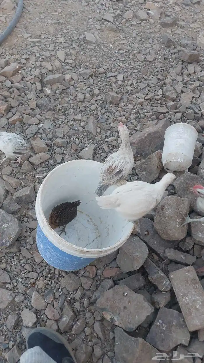 صوص تم البيع 3