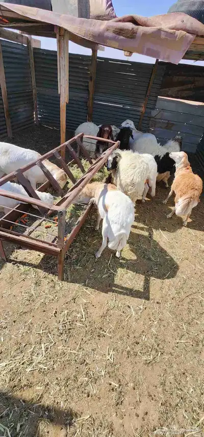 جذعان للبيع 0