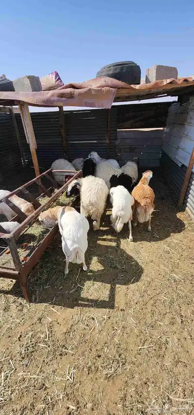 جذعان للبيع 1