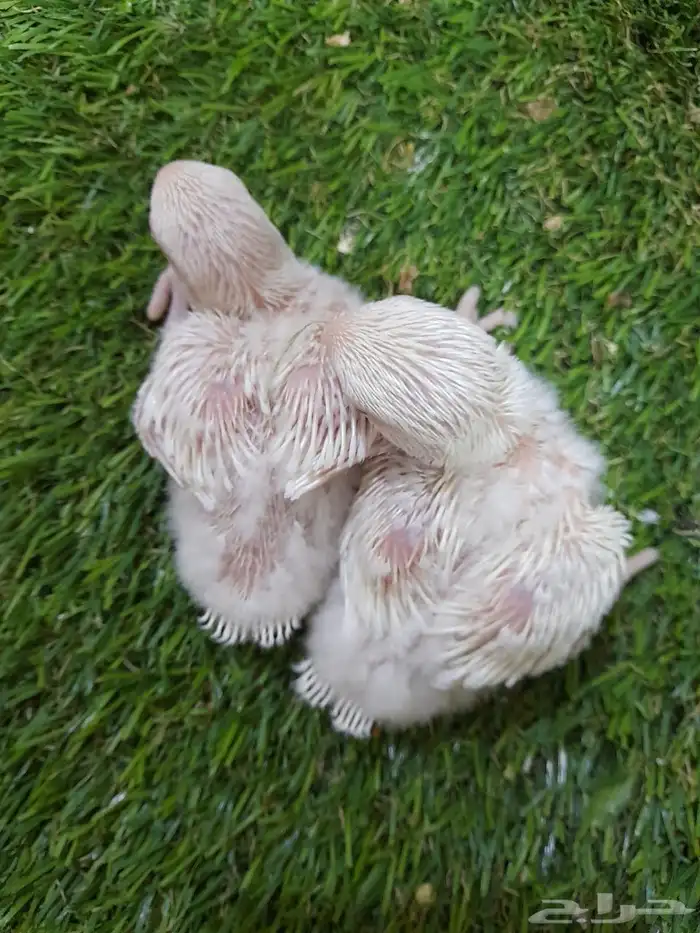 روز فروخ روز البينو غر 2