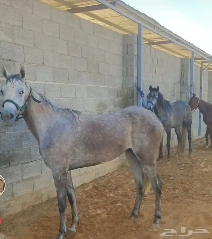 افراس شعبيات 3