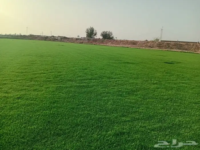 ثيل طبيعي سي الفين (C2000) صافي ونقي على الشرط شكل جمالي وخض 0