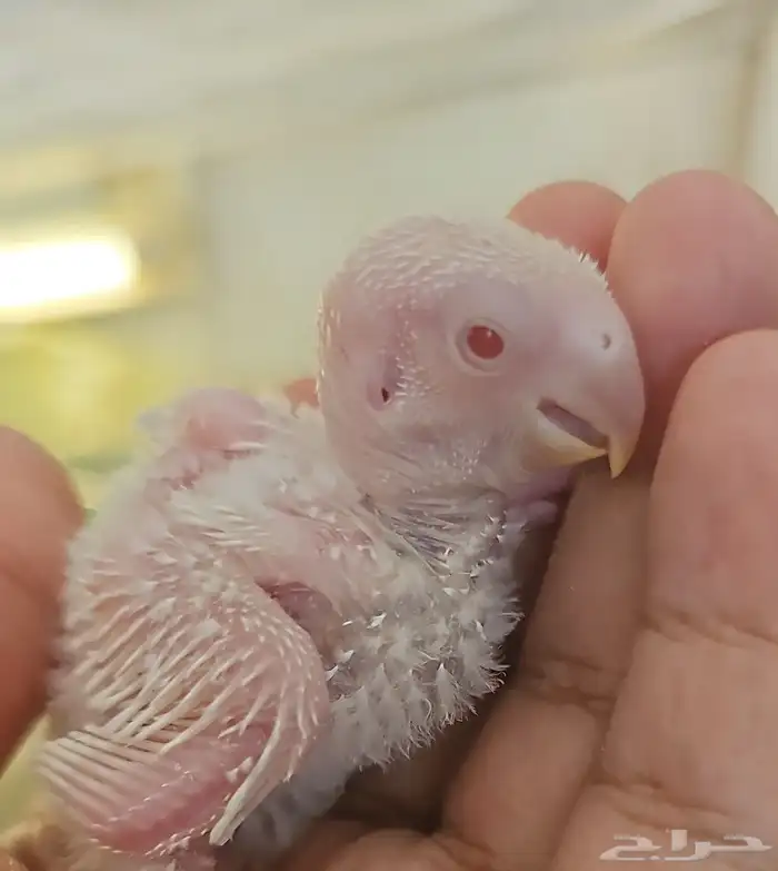 فرخين روز البينو بال فالو عيون جمرر 1