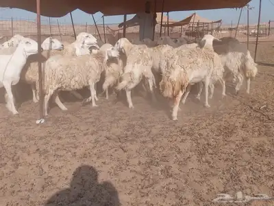 ضان جنب طيبه دفيع 3