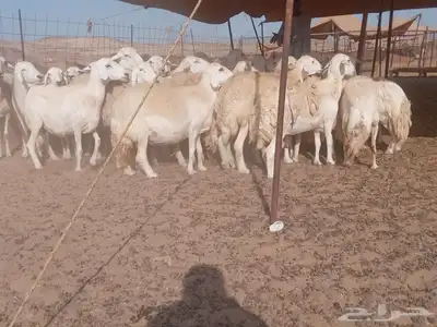 ضان جنب طيبه دفيع 4
