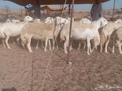 ضان جنب طيبه دفيع 8