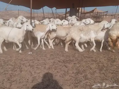 ضان جنب طيبه دفيع 2