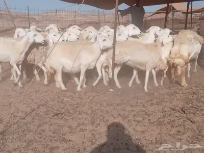 ضان جنب طيبه دفيع 0