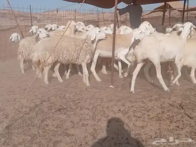 ضان جنب طيبه دفيع 7
