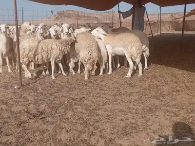ضان جنب طيبه دفيع 9