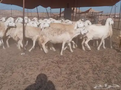 ضان جنب طيبه دفيع 1