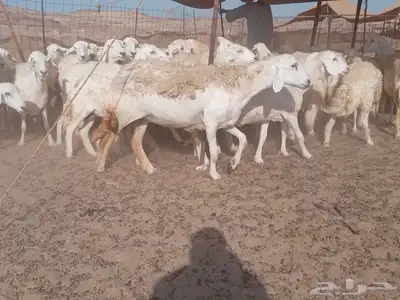 ضان جنب طيبه دفيع 6