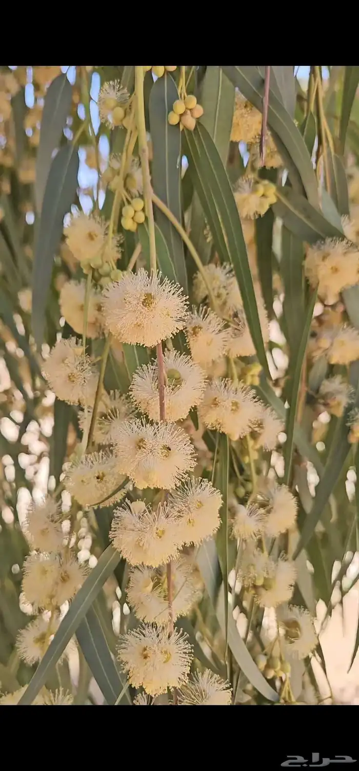 عسل زهرة الكينا هذا الموسم فرز جديد 2