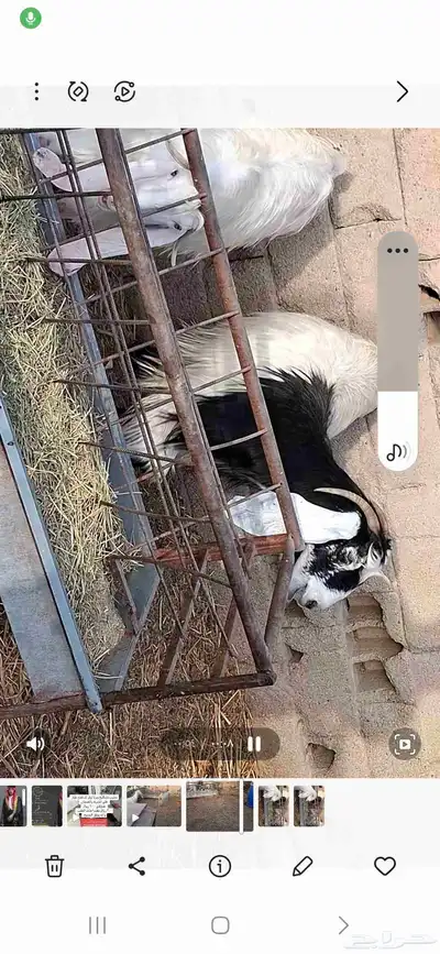 معز للبيع 0