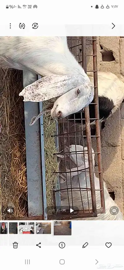 معز للبيع 2