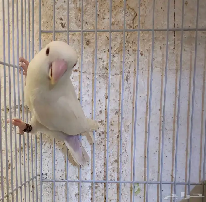 فرخين روز البينو بال فالو عيون جمرر 2