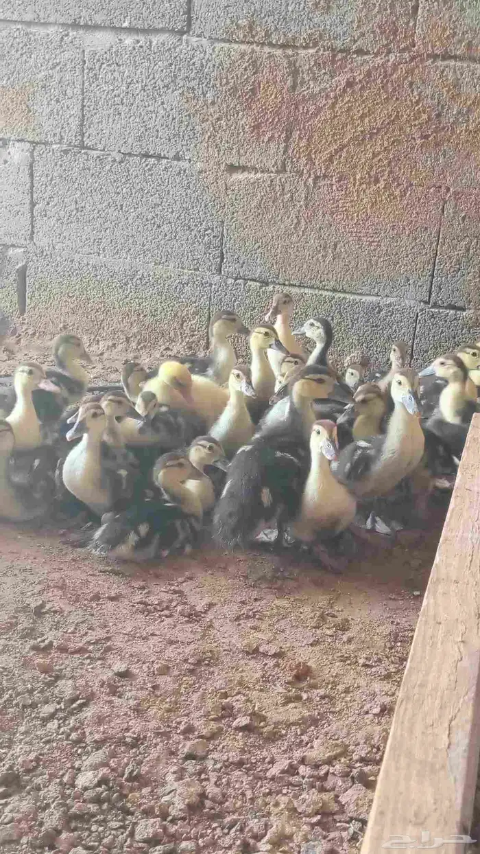 بح مسكوفي صوص 6