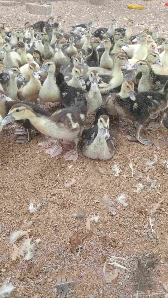 بح مسكوفي صوص 4