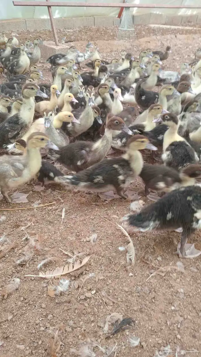 بح مسكوفي صوص 3