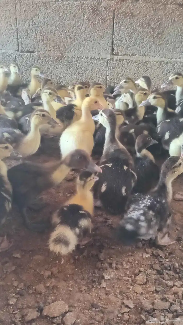 بح مسكوفي صوص 7