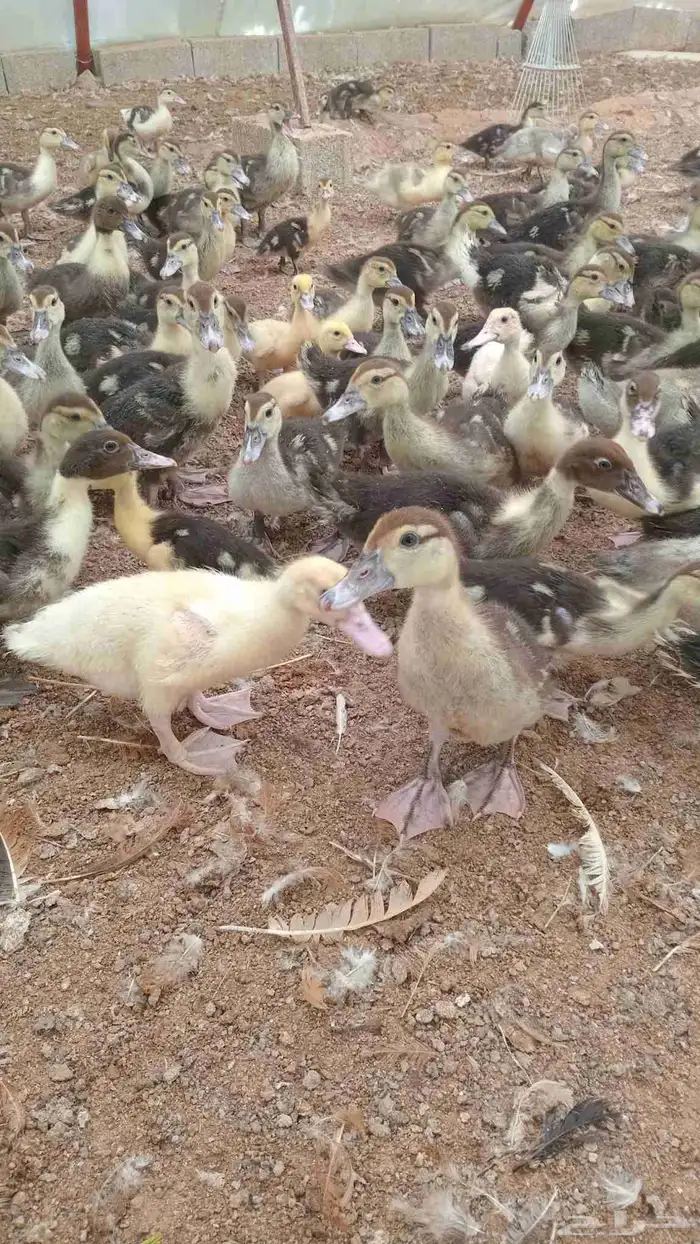 بح مسكوفي صوص 5