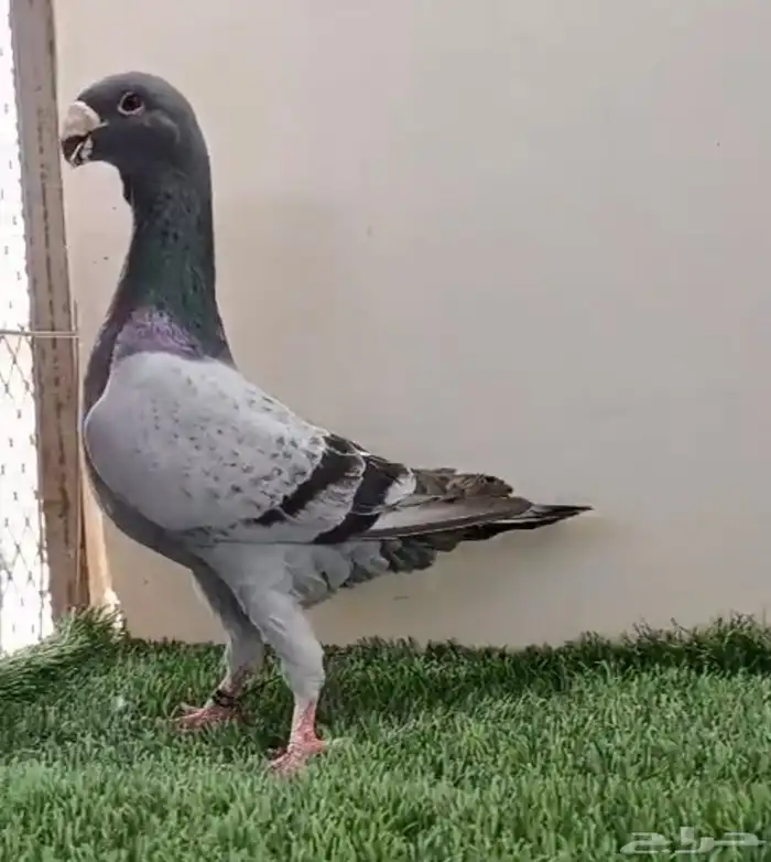 ذكر همر بلوبار 23 0
