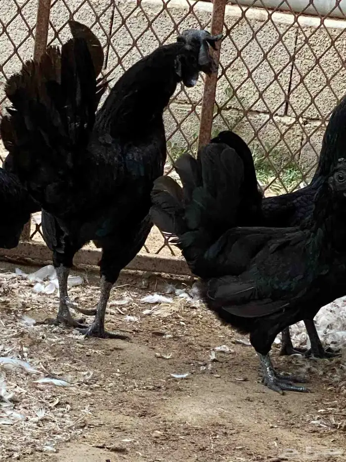 دجاج اندونيسي دم صافي للبيع الموقع القنفذه 3