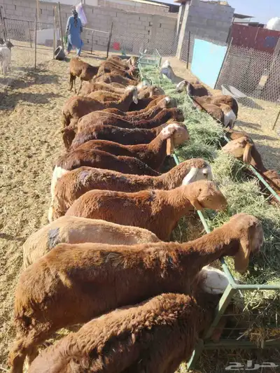 برابر وتيوس صوماليه ونعيمى اردنى وسواكن وقعدان صوماليه 1