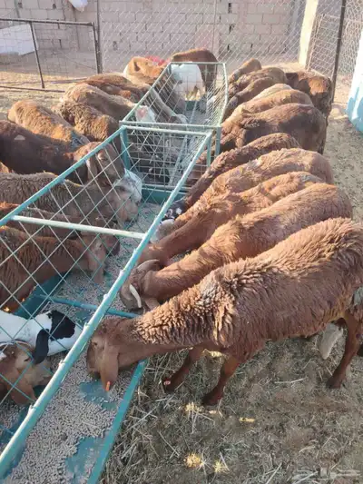 برابر وتيوس صوماليه ونعيمى اردنى وسواكن وقعدان صوماليه 4