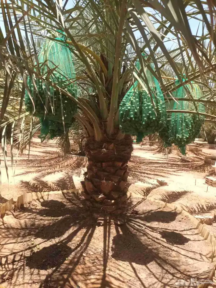 نخيل مثمره للبيع 5