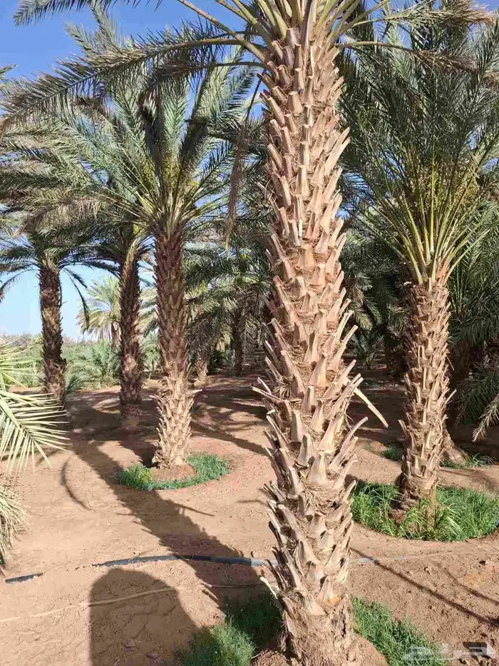 نخل عربي وواشنطنيا 0