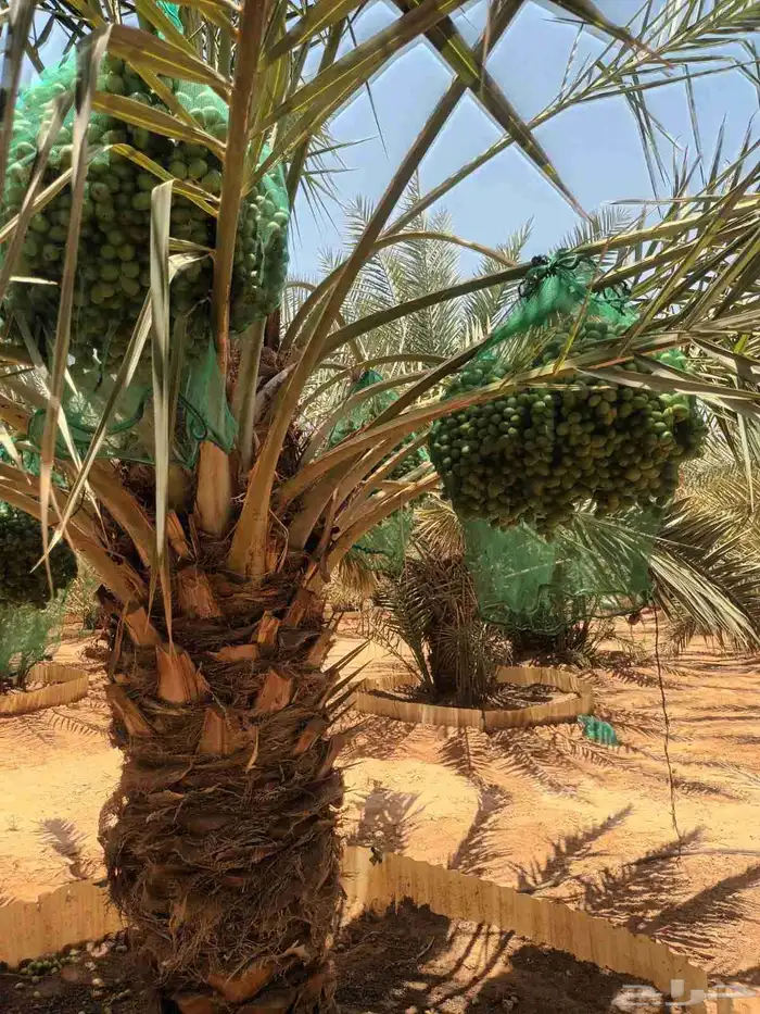 نخيل مثمره للبيع 7