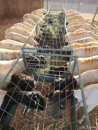 برابر وتيوس صوماليه ونعيمى اردنى وسواكن وقعدان صوماليه 2