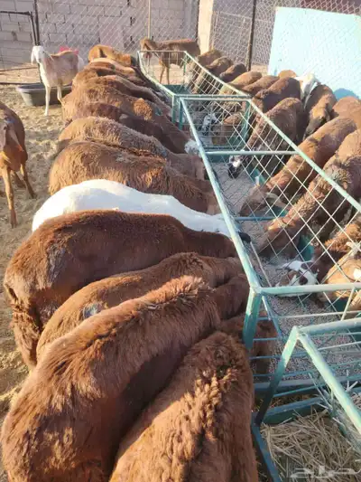 برابر وتيوس صوماليه ونعيمى اردنى وسواكن وقعدان صوماليه 5
