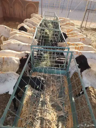 برابر وتيوس صوماليه ونعيمى اردنى وسواكن وقعدان صوماليه 3