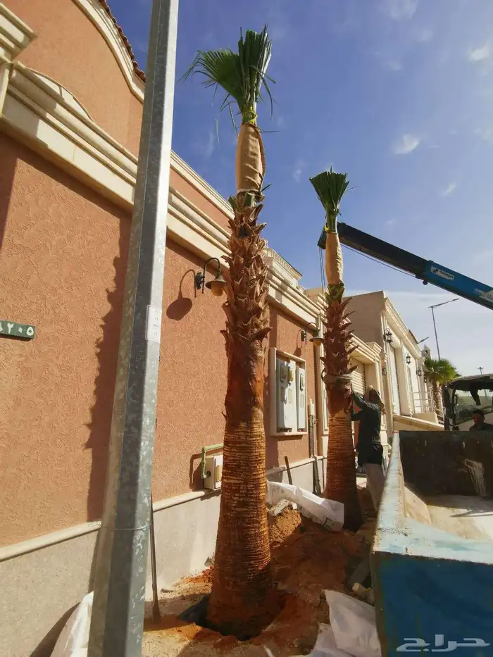 نخيل واشنطني نخل واشنطن 4