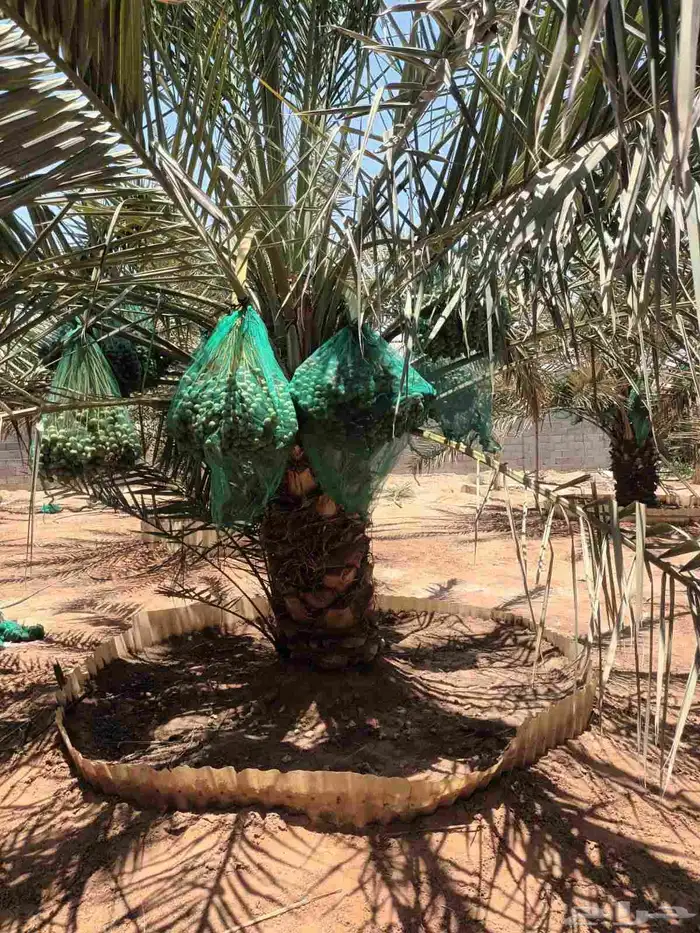 نخيل مثمره للبيع 8