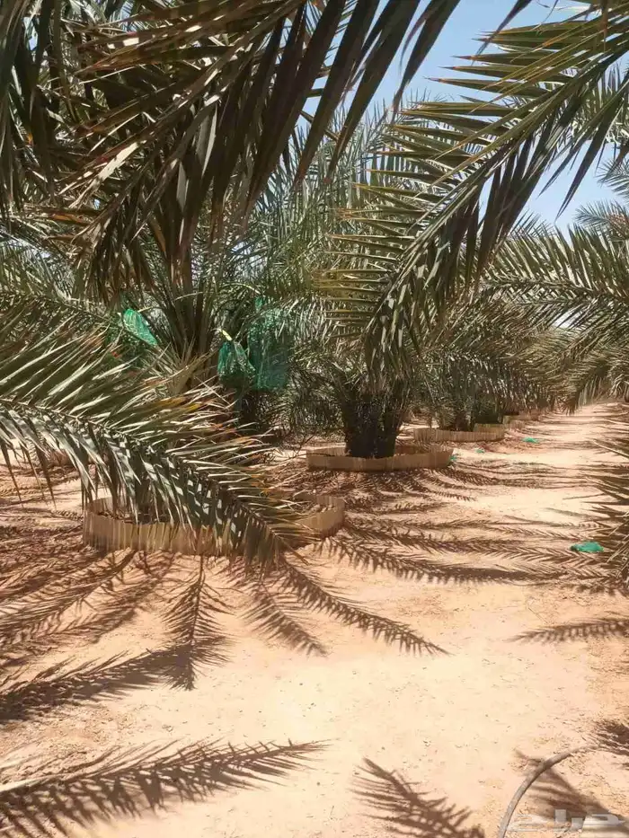 نخيل مثمره للبيع 1