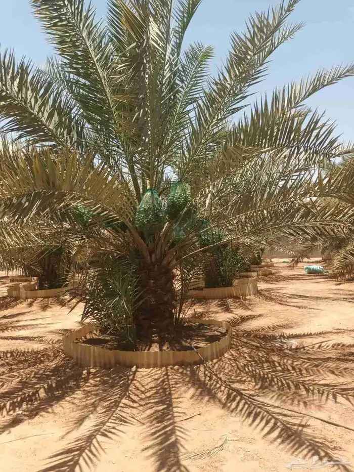 نخيل مثمره للبيع 9