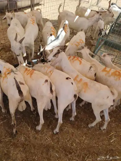 برابر وتيوس صوماليه ونعيمى اردنى وسواكن وقعدان صوماليه 0