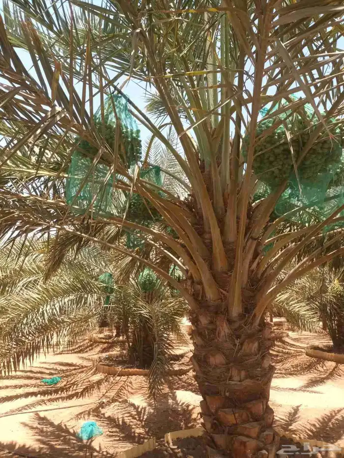 نخيل مثمره للبيع 3