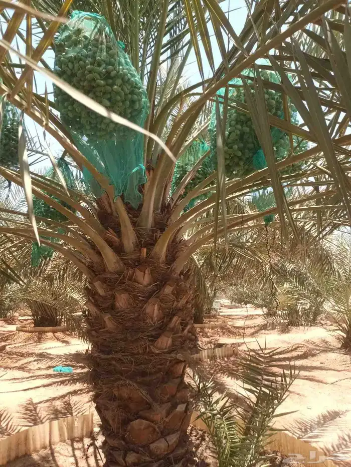 نخيل مثمره للبيع 4