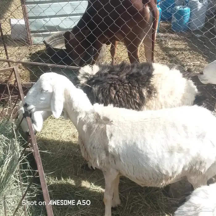 سره عبيده 0