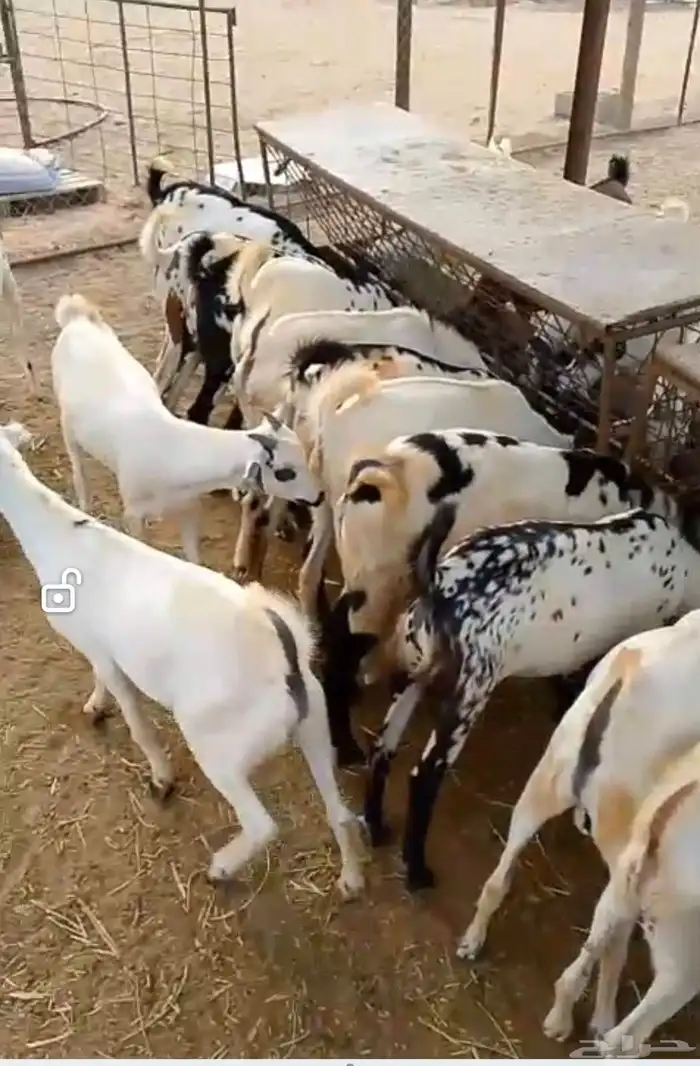 تيوس ذبائح مناسبات وثلاجه 1
