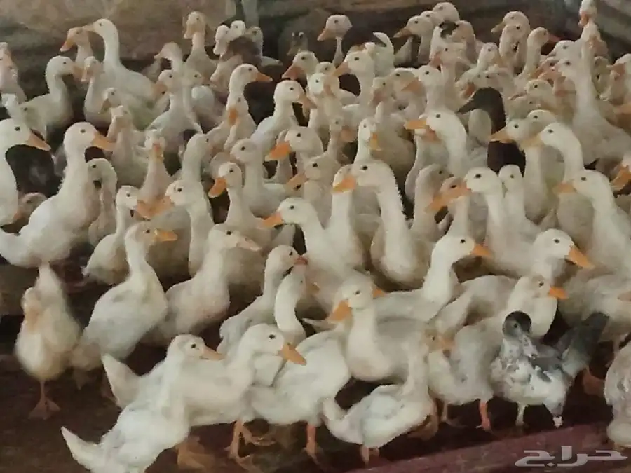 صوص بط ( بكين )  أبيض 0